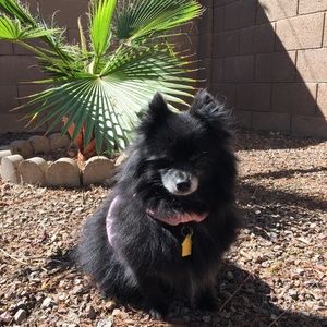 Meet your Posher, Susie